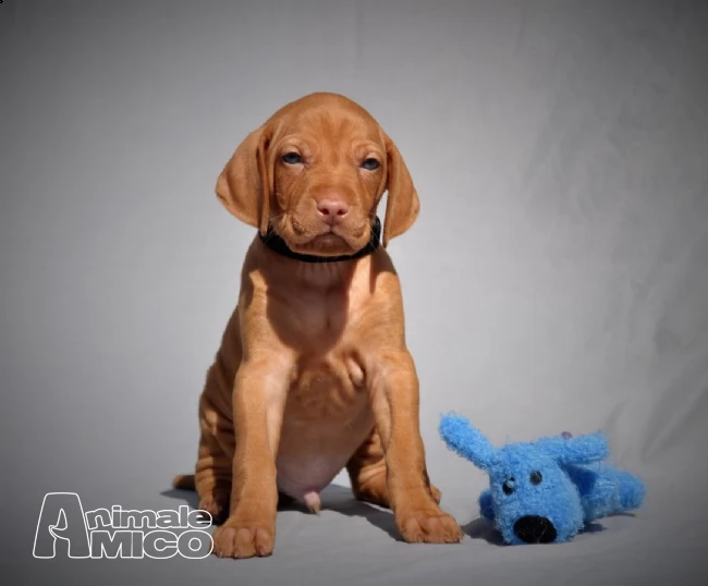 cuccioli di vizsla  bracco ungherese  | Foto 3