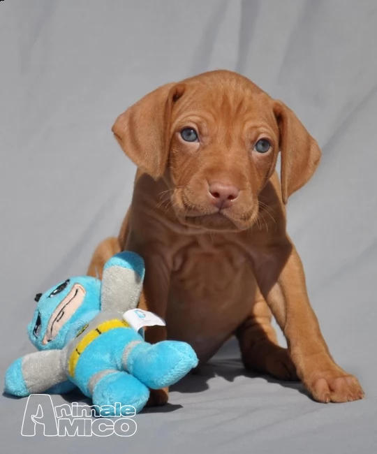 cuccioli di vizsla  bracco ungherese  | Foto 2