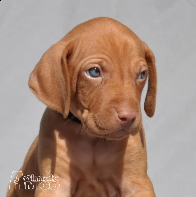 cuccioli di vizsla  bracco ungherese 