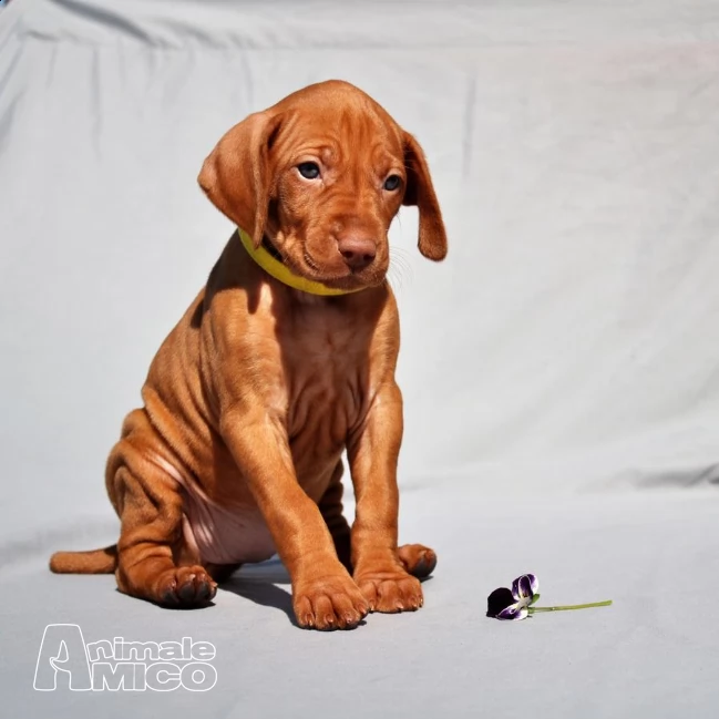 cuccioli di vizsla  bracco ungherese  | Foto 0