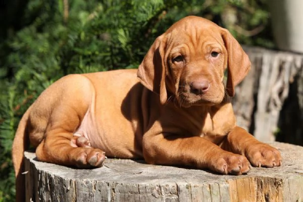 cuccioli bracco ungherese a pelo corto  vizsla