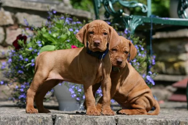 cuccioli bracco ungherese a pelo corto  vizsla | Foto 0