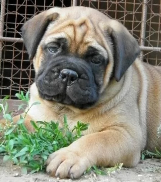 cuccioli di bullmastiff