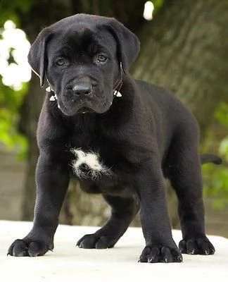 spettacolari cuccioli di cane corso | Foto 1