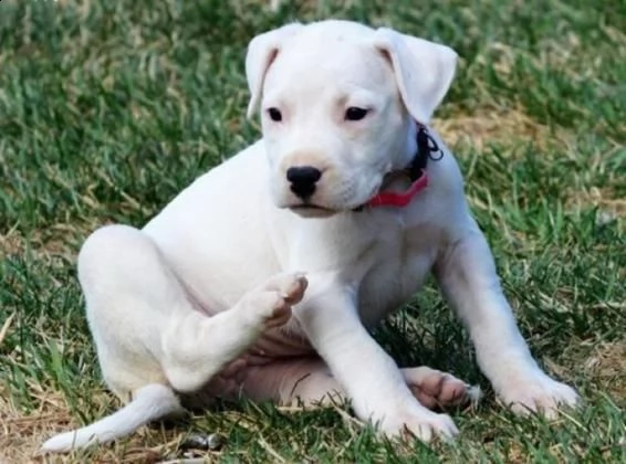  dogo argentino cuccioli linea campioni