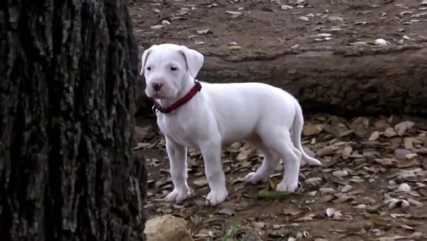  dogo argentino cuccioli linea campioni | Foto 1