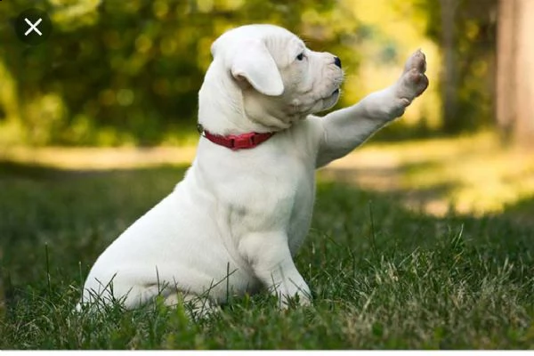  dogo argentino cuccioli linea campioni | Foto 0