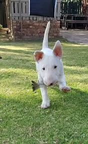 splendidi cuccioli di bull terrier maschio e femmina | Foto 2