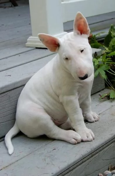 splendidi cuccioli di bull terrier maschio e femmina | Foto 1