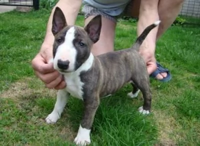 splendidi cuccioli di bull terrier maschio e femmina | Foto 0