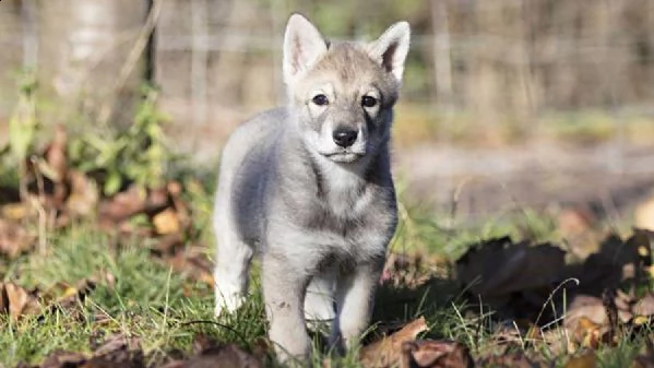 bellissimi cuccioli di cane lupo cecoslovacco  | Foto 1