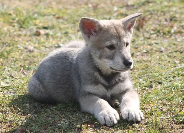 bellissimi cuccioli di cane lupo cecoslovacco  | Foto 0