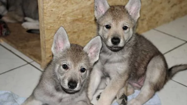 bellissimi cuccioli di cane lupo cecoslovacco 