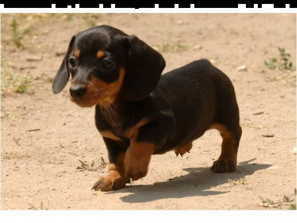 bassotti cuccioli pelo duro kaninchen | Foto 1