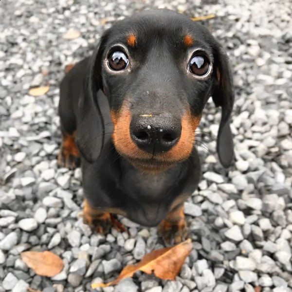 bassotti cuccioli pelo duro kaninchen | Foto 0