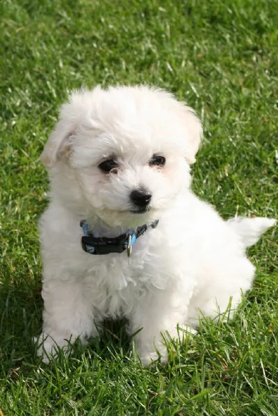 cuccioli bichon a poil frise
