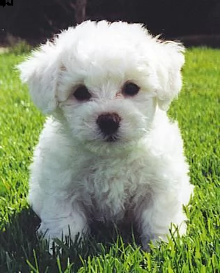 cuccioli bichon a poil frise | Foto 0