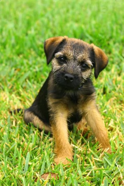 cucciolo di 3 mesi border terrier