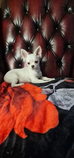 cuccioli di chihuahua pelo lungo e corto  | Foto 2
