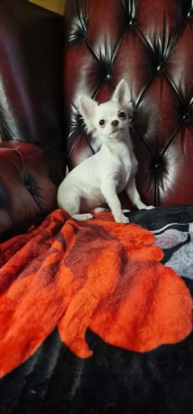 cuccioli di chihuahua pelo lungo e corto  | Foto 1