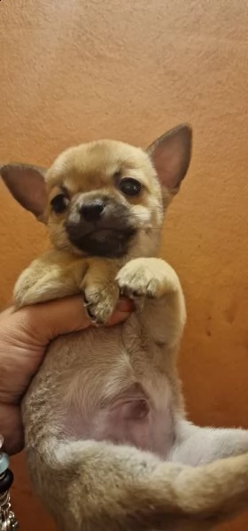 cuccioli di chihuahua pelo lungo e corto  | Foto 0