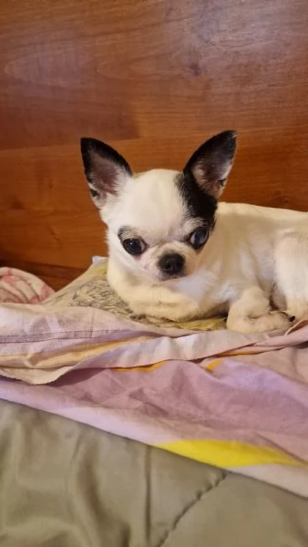 Chihuahua 