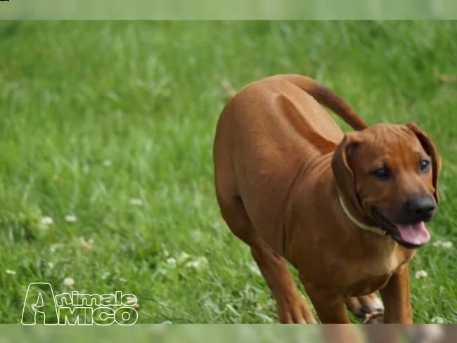 rhodesian ridgeback con pedigree