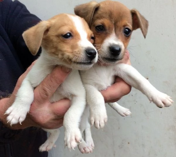 jack russel cuccioli | Foto 0