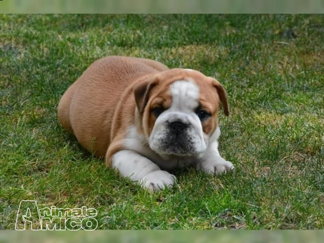 bulldog inglese 1 maschio 1 femmina pedigree enci  | Foto 1