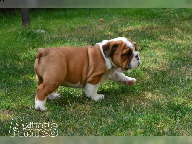 bulldog inglese 1 maschio 1 femmina pedigree enci 