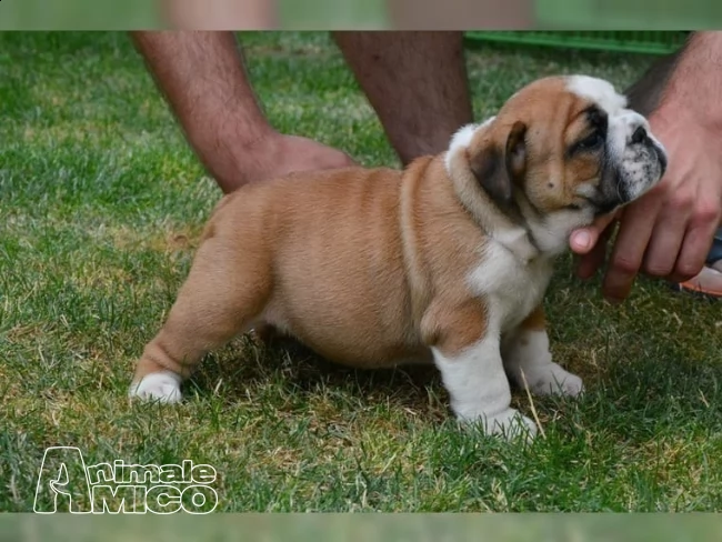 bulldog inglese 1 maschio 1 femmina pedigree enci  | Foto 0