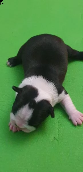 boston terrier cuccioli alta genealogia 