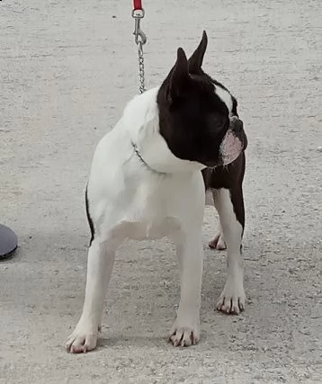 boston terrier cuccioli | Foto 4