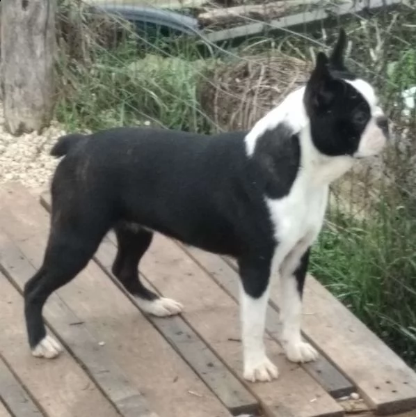 boston terrier cuccioli | Foto 3