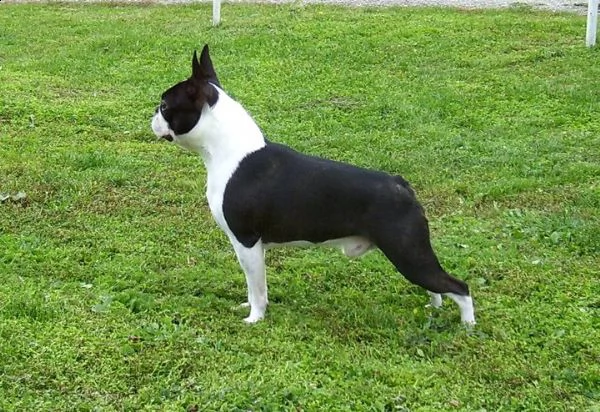 boston terrier cuccioli | Foto 0