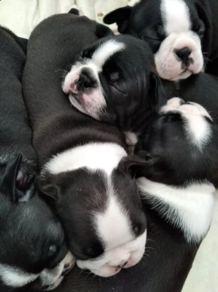 boston terrier cuccioli