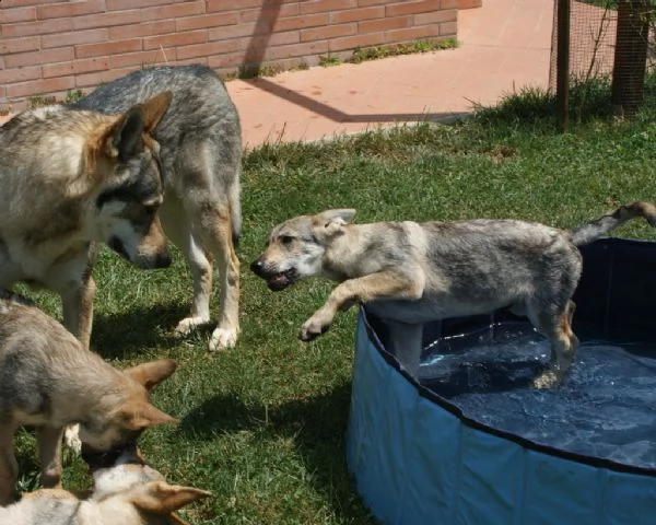 cuccioli di cane lupo cecoslovacco | Foto 0