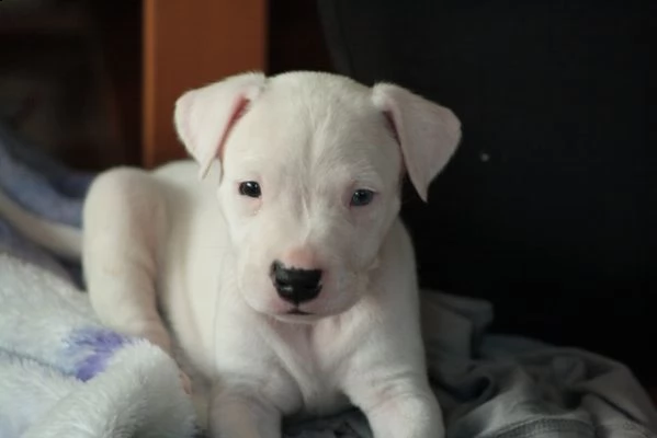 dogo argentino cuccioli