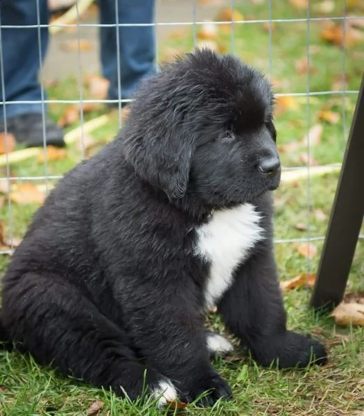 cuccioli di terranova  | Foto 0