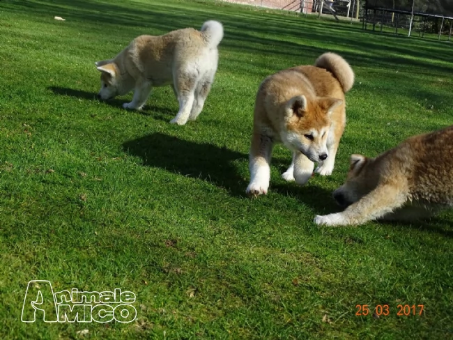 akita inu cuccioli  | Foto 1