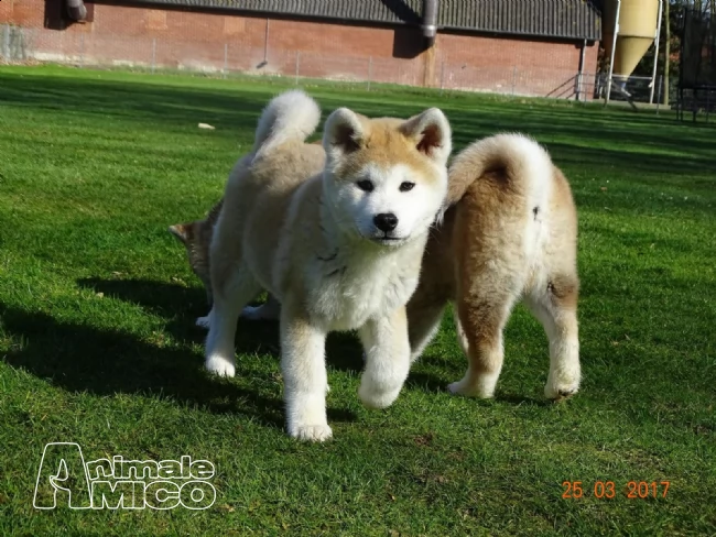 akita inu cuccioli 