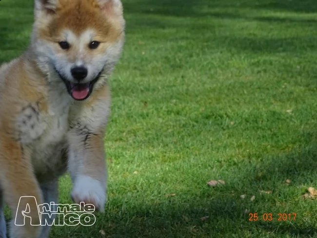 akita inu cuccioli  | Foto 0