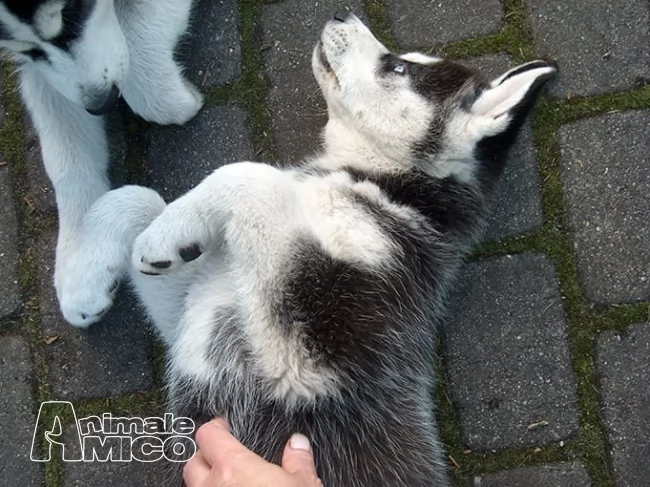cuccioli di siberian husky | Foto 1