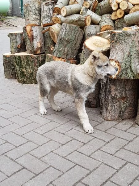 bellissimi cuccioli di cane lupo cecoslovacco 
