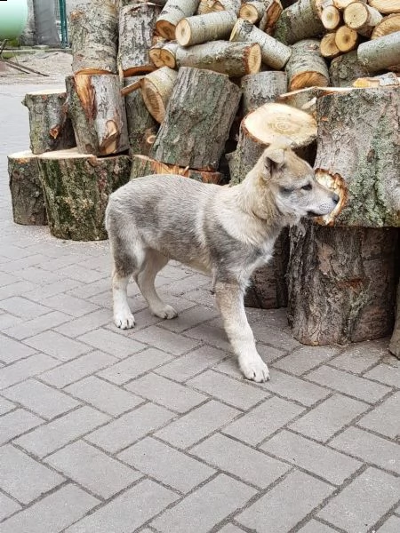 disponibili bellissimi cuccioli di cane lupo cecoslovacco