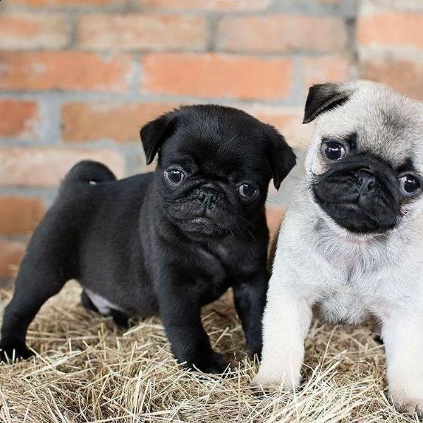 cucciolo cuccioli di carlino sabbia e neri