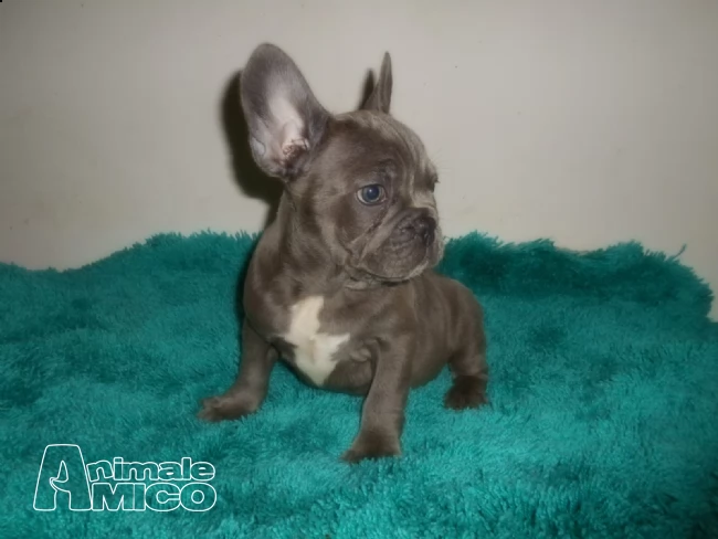 cuccioli di bulldog francese