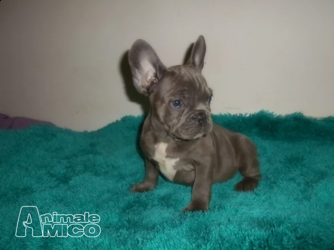 cuccioli di bulldog francese | Foto 1