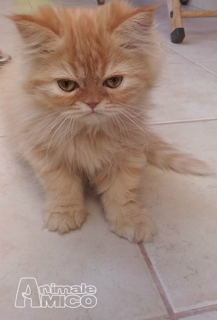 Vendita Cucciolo Persiano Da Privato A Bari Vendo Cucciolo Di Gatto