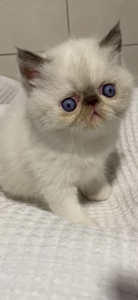 persiana gatto con pedigree 